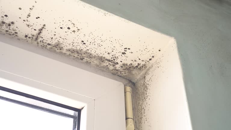 Why You Should Choose Our Mold Remediation Services in Henrietta, TX